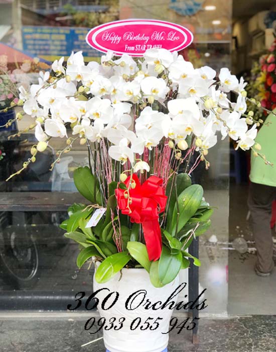 Châu lan hồ  điệp trắng  - Phú Quý